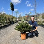 Normandská jedľa (Abies Nordmanniana) - výška 70-90 cm, kont. C12L